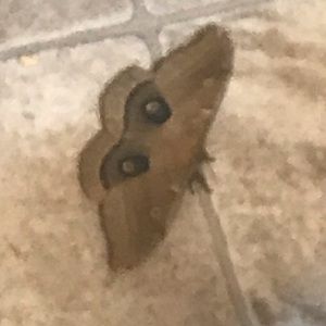 Meet your Posher, Miranda